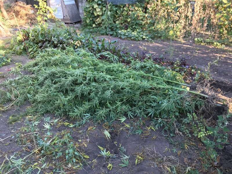 В Кривом Роге полиция обнаружила трехметровые кусты конопли: владелицей оказалась 71-летняя бабка. Фото и видео dqxikeidqxidqeant