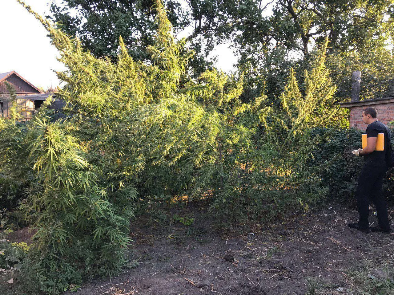 У Кривому Розі поліція виявила триметрові кущі конопель: власницею виявилась 71-річна бабця. Фото і відео