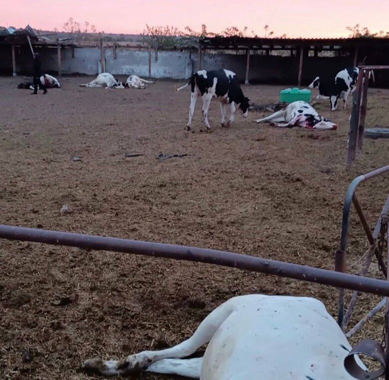 Рашисты ударили по Новодмитровке на Херсонщине: Убито около десятка коров 01 dqxikeidqxidqeant