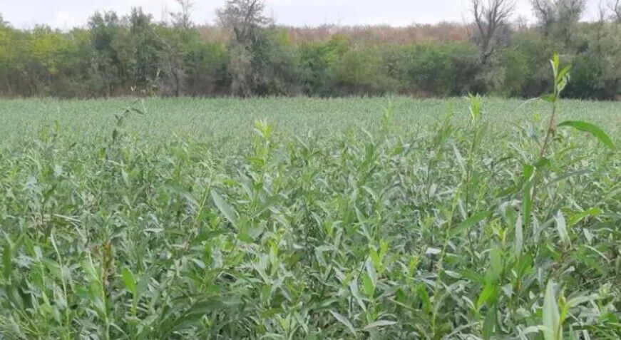          :   dqxikeidqxidqeant