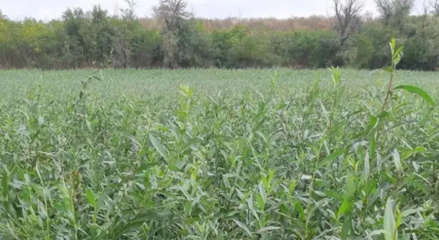 На дні Каховського водосховища росте ліс із верб і тополь: вражаючі фото dqxikeidqxidqrant