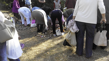 Один из кандидатов в Одесский горсовет «подкупала» овощами своих избирателей - Copyright https://news.pn