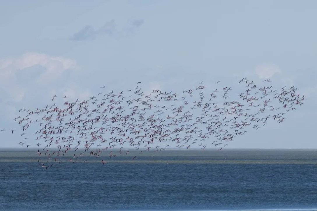 Фламінго, птахи, Одеська область
