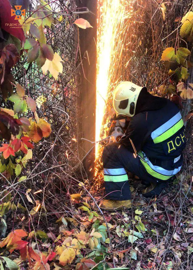       ,     .  dqxikeidqxidqrant