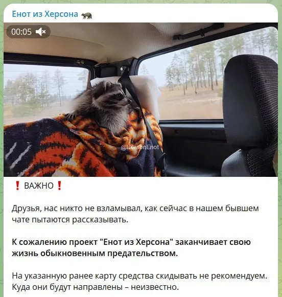 Вивезеного окупантами з Херсона єнота знову вкрали: що відомо