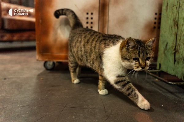 Кіт Сирський гуляє студією, поки Роман Сініцин дає інтервʼю журналістці Суспільного, 27 листопада 2023 року. Фото: Олександр Брамський/Суспільне