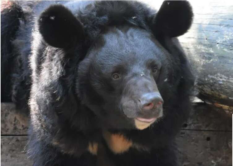 Медведь, спасшийся из-под обстрелов в Украине, нашел новый дом: история спасения косолапого (фото) dqxikeidqxidqrant