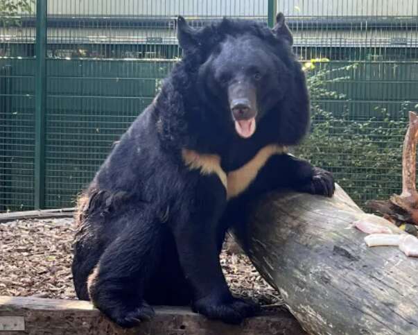 Ведмідь, якого врятували з-під обстрілів в Україні, знайшов новий дім: історія порятунку косолапого (фото)
