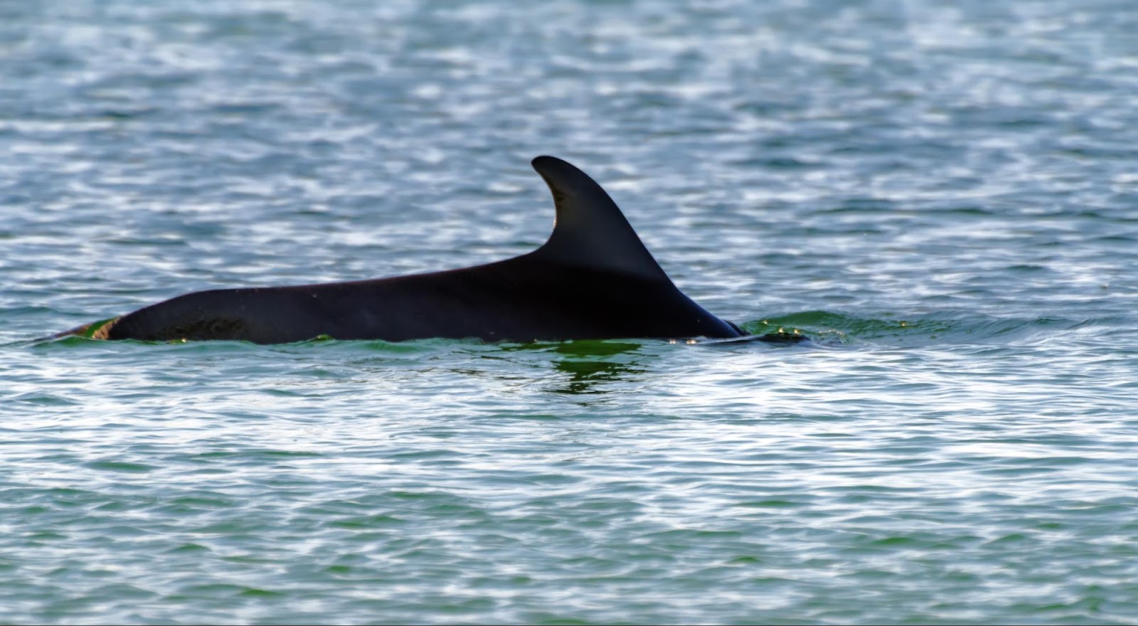 Черноморский биосферный резерват