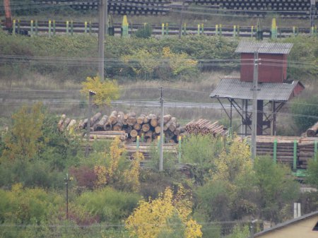 Зацените масштабы: в Мукачево лес-кругляк Зацените масштабы: в Мукачево лес-кругляк dqxikeidqxidqeant