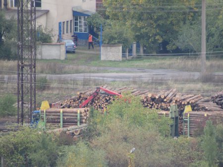 Зацените масштабы: в Мукачево лес-кругляк Зацените масштабы: в Мукачево лес-кругляк
