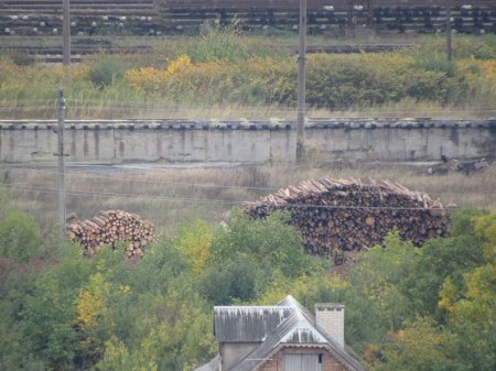 Зацените масштабы: в Мукачево лес-кругляк Зацените масштабы: в Мукачево лес-кругляк
