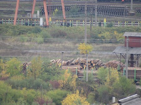 Зацените масштабы: в Мукачево лес-кругляк Зацените масштабы: в Мукачево лес-кругляк