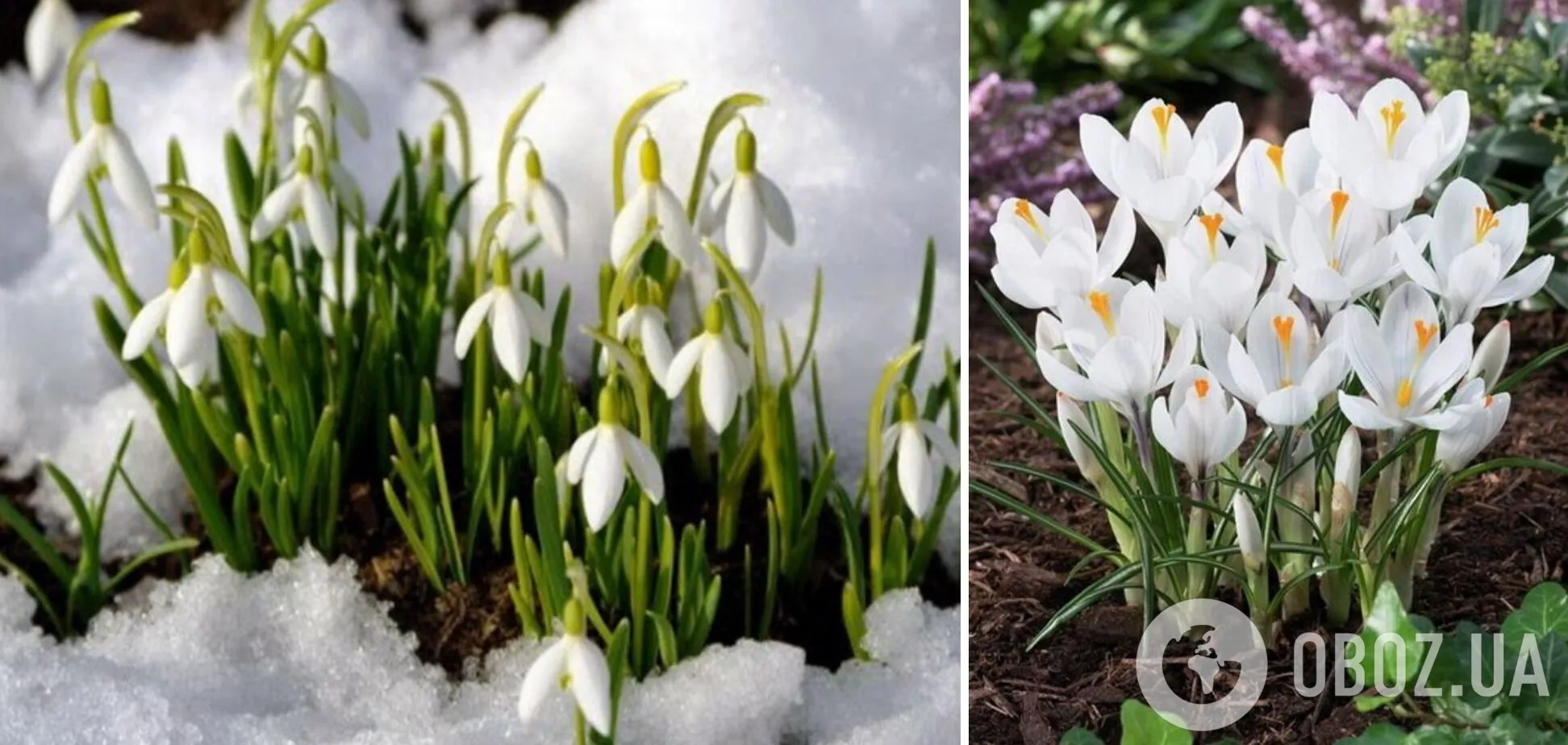 За торгівлю пролісками та крокусами можуть оштрафувати dqxikeidqxiuuant