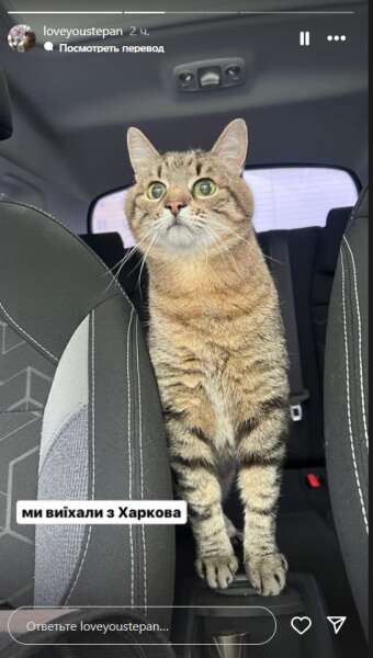 кот степан, харьков, эвакуация dqxikeidqxidqrant