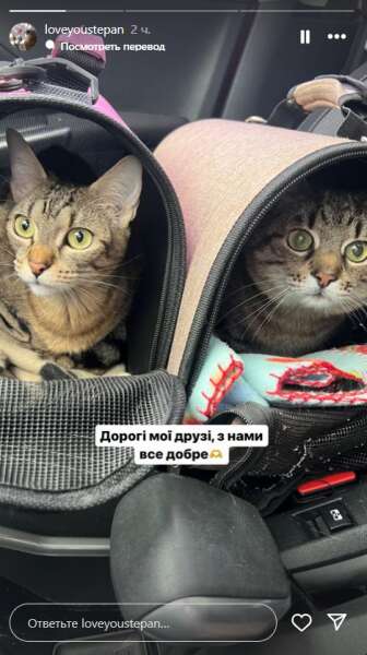 кот степан, кошка стефания, харьков, эвакуация