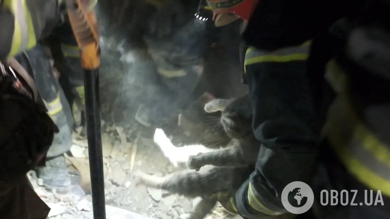 Кота знайшли під завалами dqxikeidqxiuuant