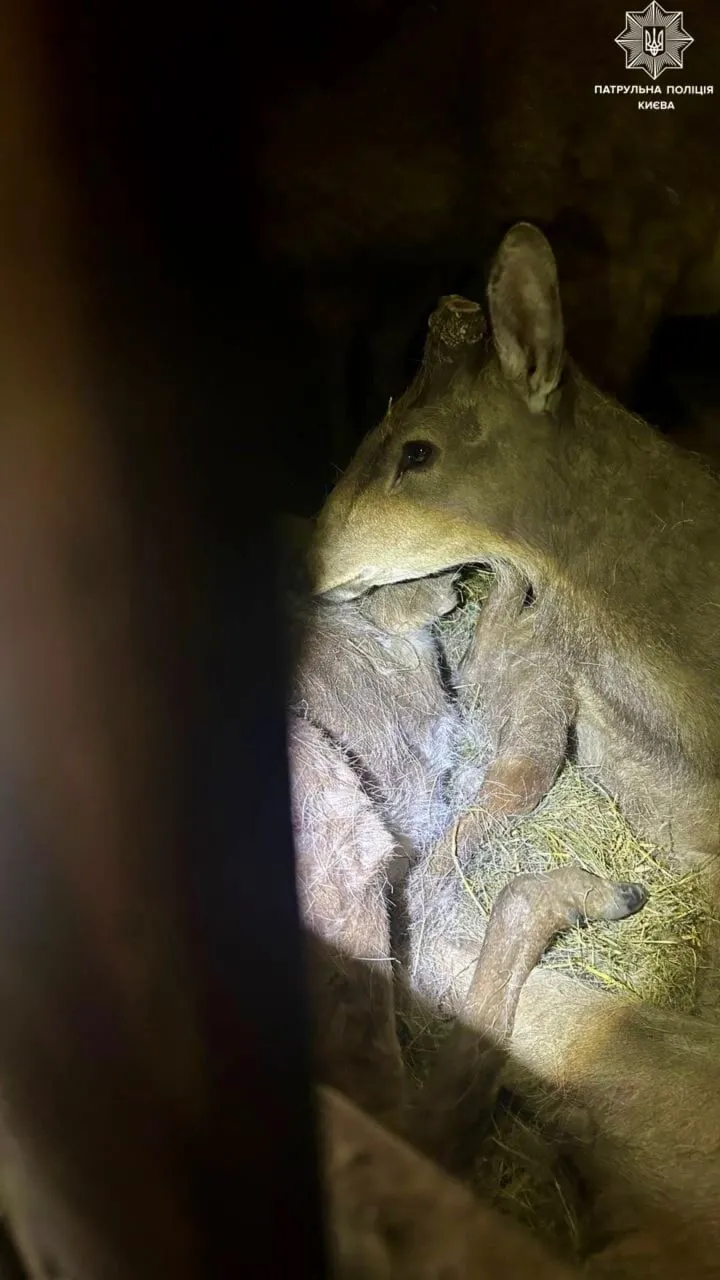 Одно животное умерло: в Киеве остановили микроавтобус, в котором перевозили 9 оленей. Фото, видео и подробности dqxikeidqxidqrant