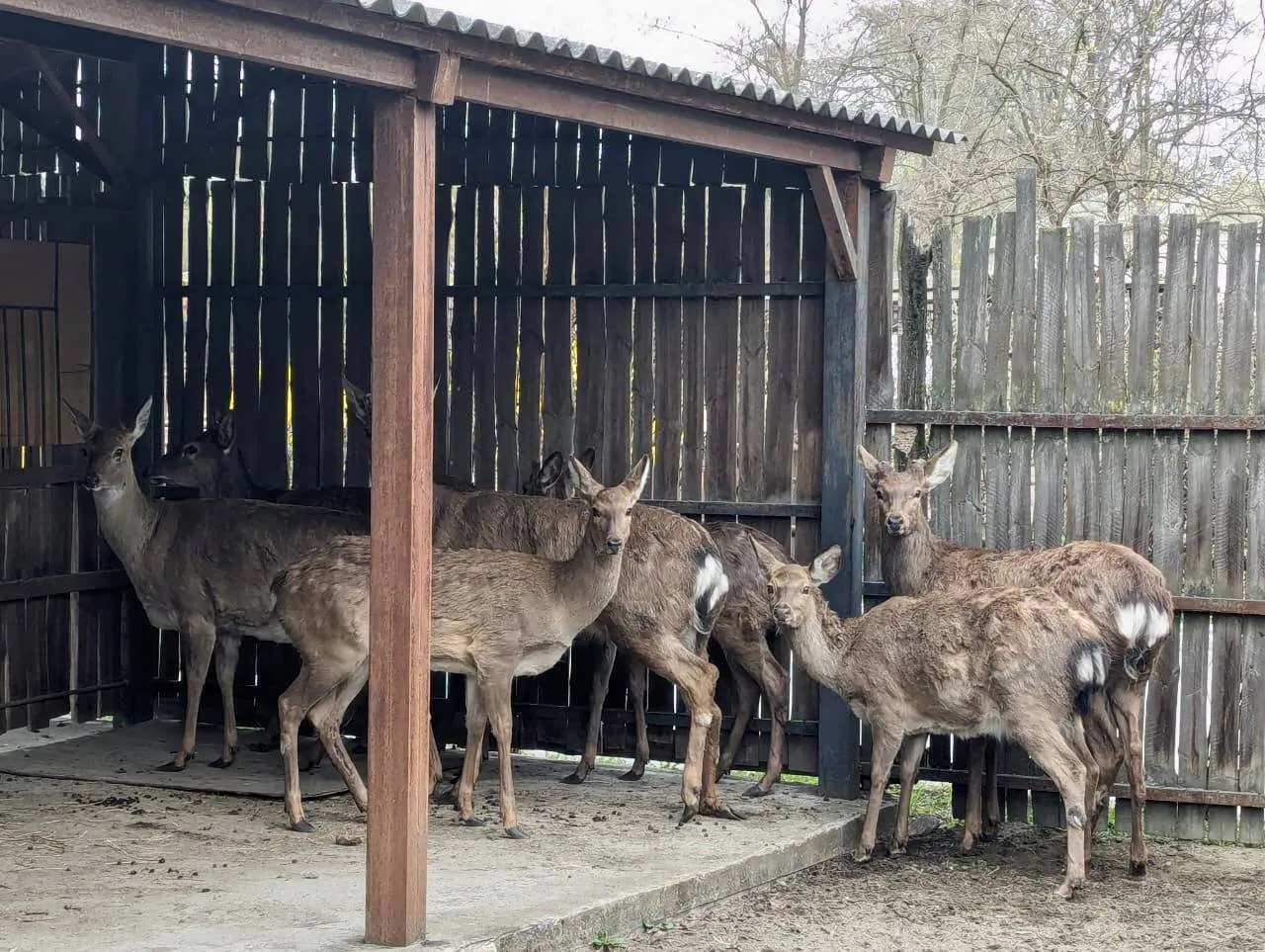 Одно животное умерло: в Киеве остановили микроавтобус, в котором перевозили 9 оленей. Фото, видео и подробности