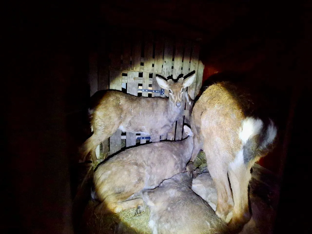 Одно животное умерло: в Киеве остановили микроавтобус, в котором перевозили 9 оленей. Фото, видео и подробности