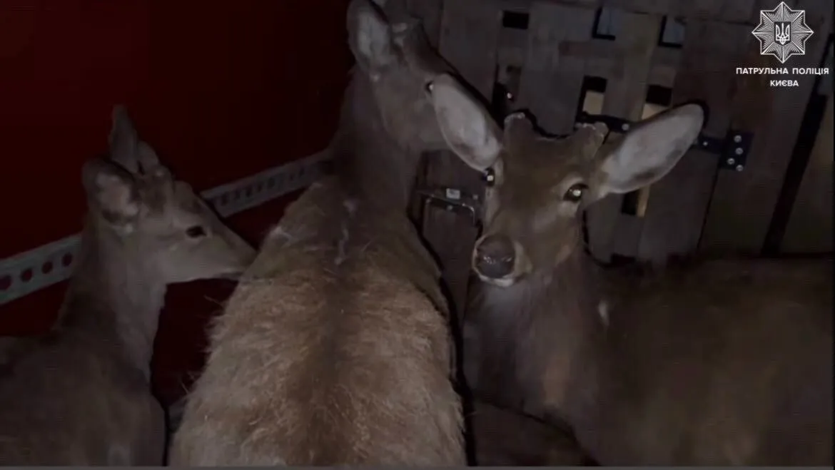 Одна тварина померла: у Києві зупинили мікроавтобус, у якому перевозили 9 оленів. Фото, відео і подробиці