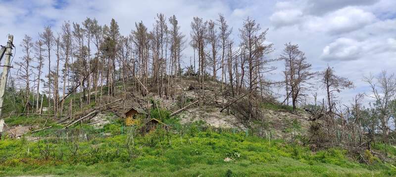 НПП «Святые горы» в мае 2023 года – уже после деоккупации в октябре 2022-го. После обстрелов российской армии уцелели не более 20% леса (фото Ивана Мойсиенко)