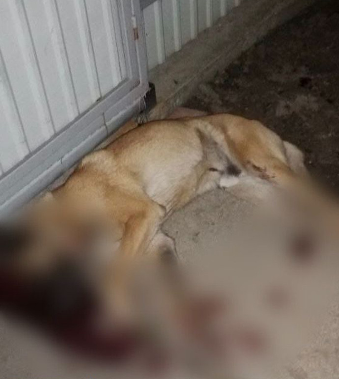 Чоловік застрелив собаку сусідів dqxikeidqxidqrant