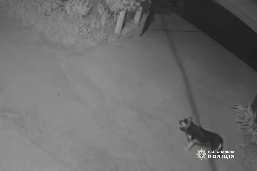 У Києві п’яний чоловік кинув об асфальт собаку сусідки: злочин зафіксувала камера. Відео