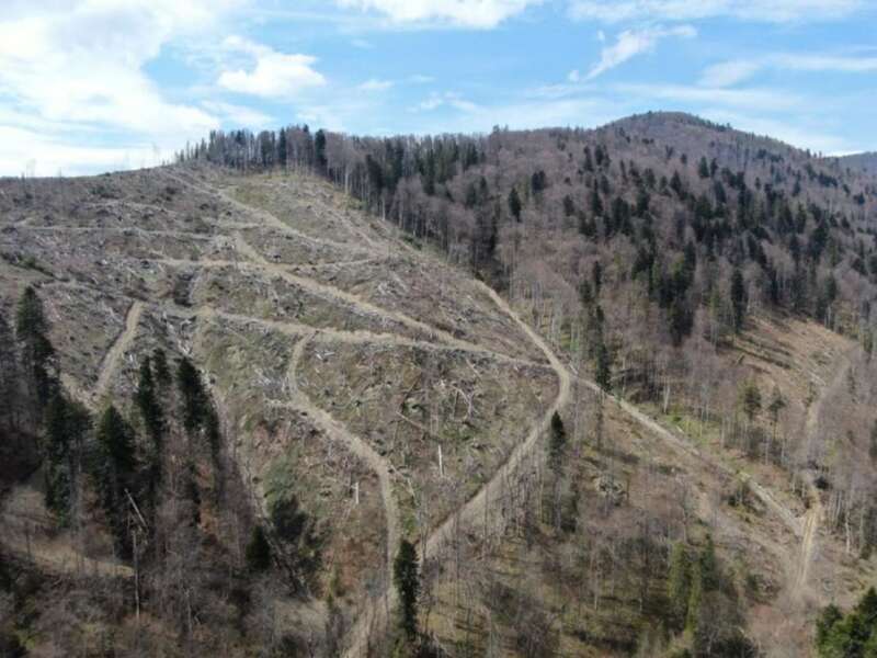 Санітарні рубки у Карпатах у Вигодському лісгоспі 2023 рік