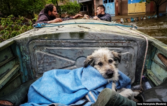 Волонтеры помогали эвакуировать людей и животных из затопленной части Херсона после разрушения плотины Каховской ГЭС. 12 июня 2023 года