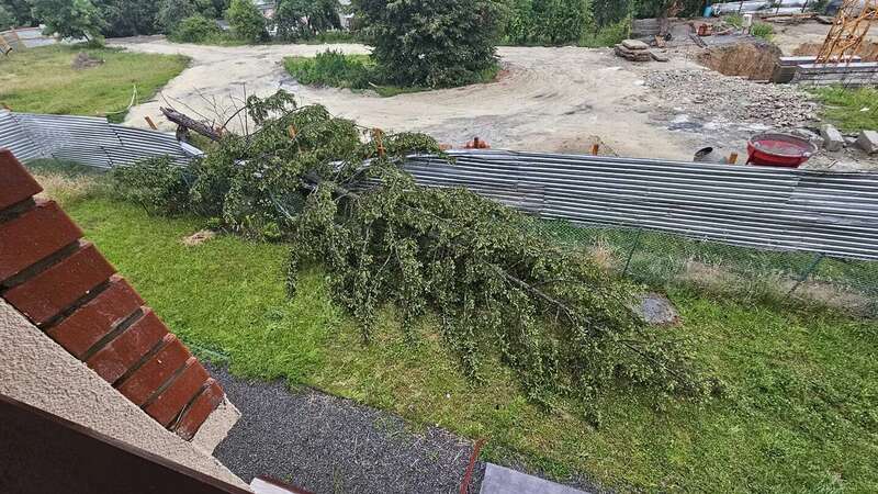 У Брюховичах після бурі впало дерево