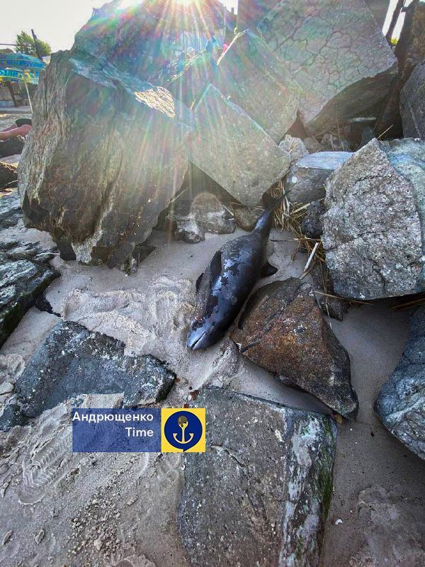  :        .  dqxikeidqxidqrant