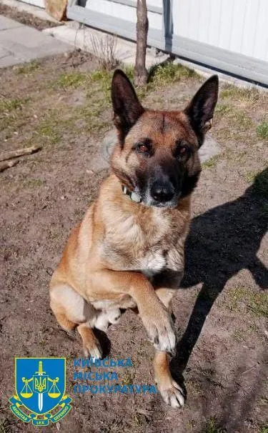 Убил собаку соседей, которую вывезли из АТО: в Киеве будут судить 51-летнего мужчину dqxikeidqxidqeant