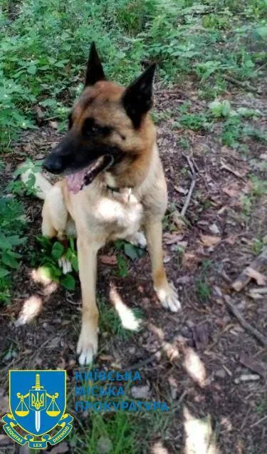 Убил собаку соседей, которую вывезли из АТО: в Киеве будут судить 51-летнего мужчину