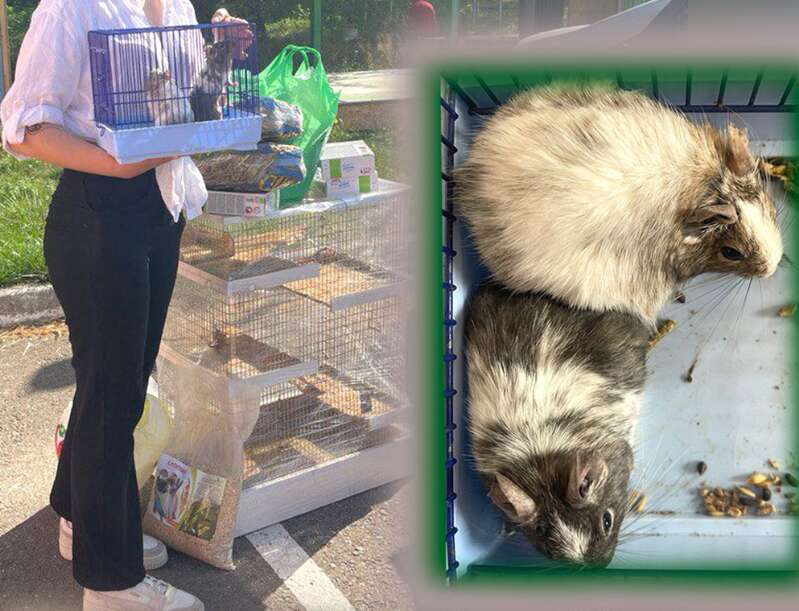 В столице выбросили двух чилийских белок дегу на помойку dqxikeidqxidqeant