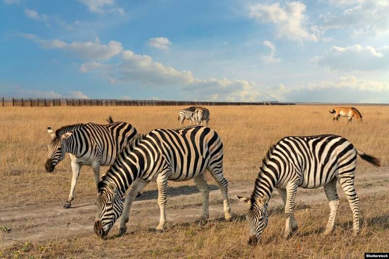   «-» dqxikeidqxidqrant