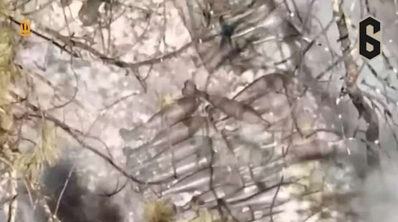 ВМС dqxikeidqxidqrant