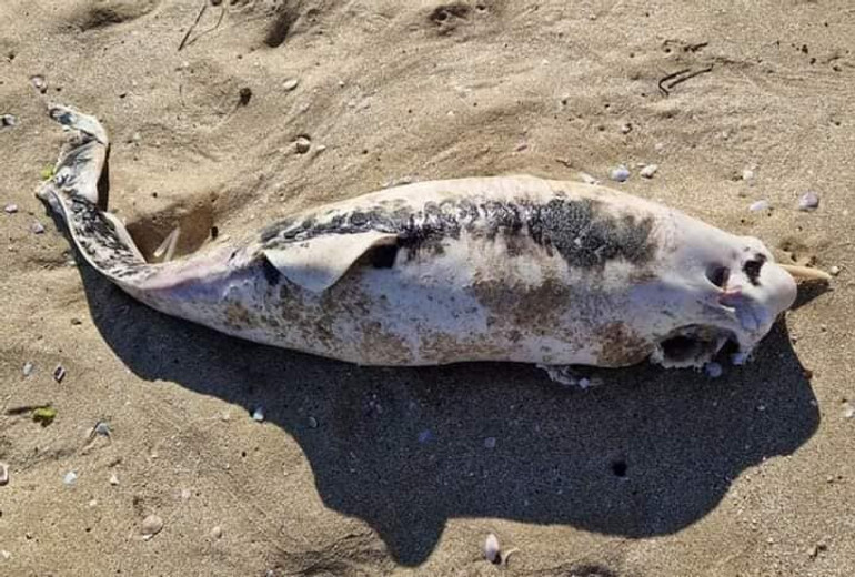 Dead dolphin on the coast of Odessa region dqxikeidqxidqrant