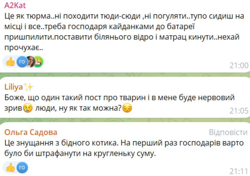 Кот Кот, Львов, жестокое обращение с животными dqxikeidqxidqrant