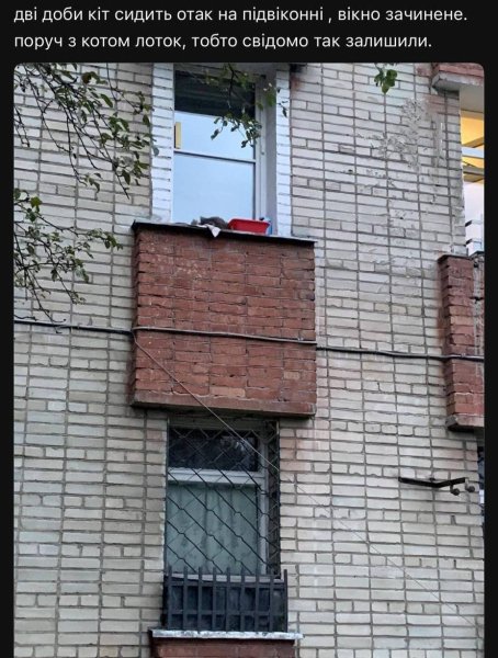 Кіт Кіт, Львів, жорстоке поводження з тваринами dqxikeidqxidqrant