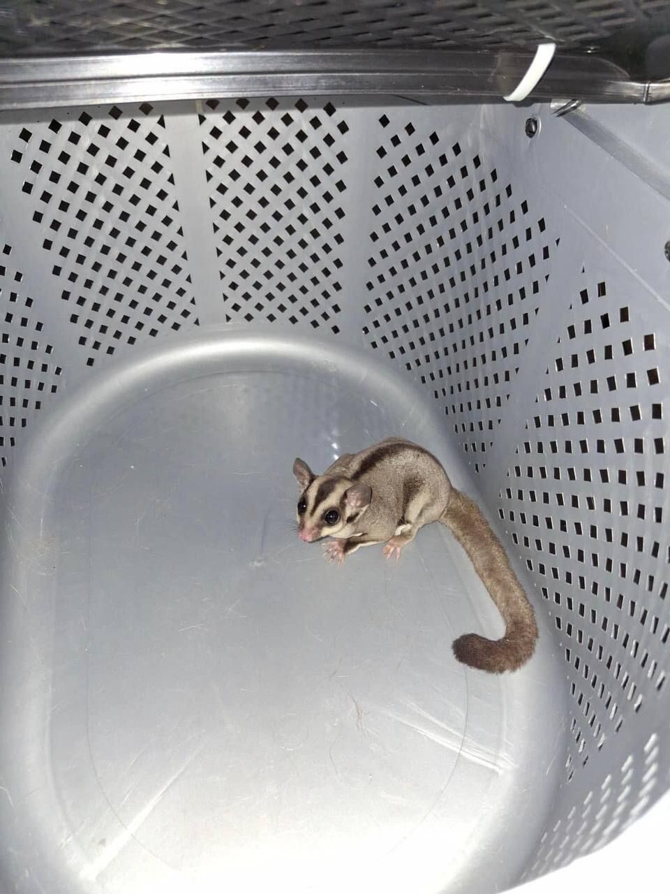 У Києві на Позняках жінка знайшла на своєму балконі екзотичну тварину з Австралії. Фото dqxikeidqxidqeant