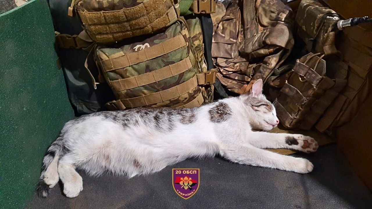 Виросла на позиціях: на фронті кішка ціною власного життя врятувала українських військових. Фото dqxikeidqxiqzuant