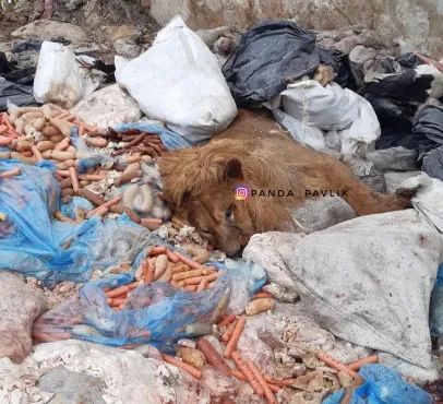 Image dqxikeidqxidqrant