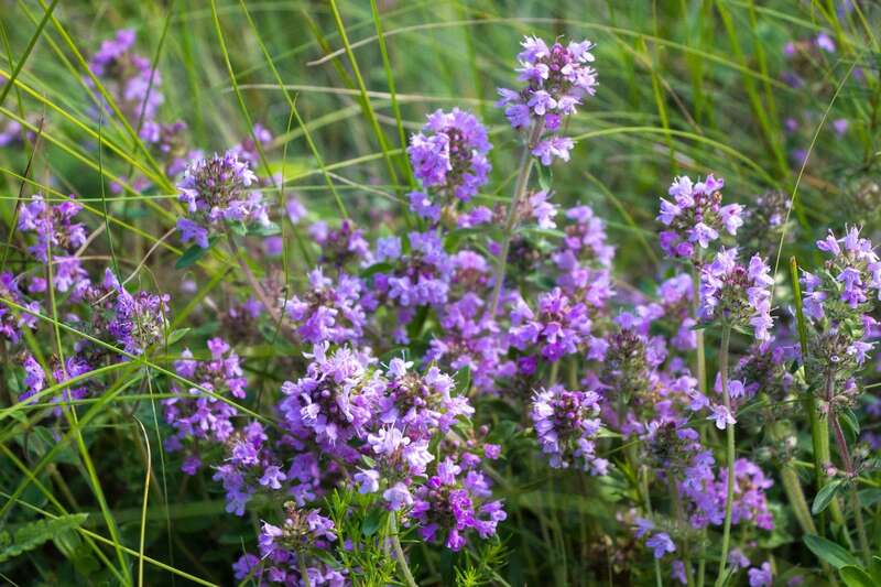    .      .      ,  ’,     ,  ,     .   