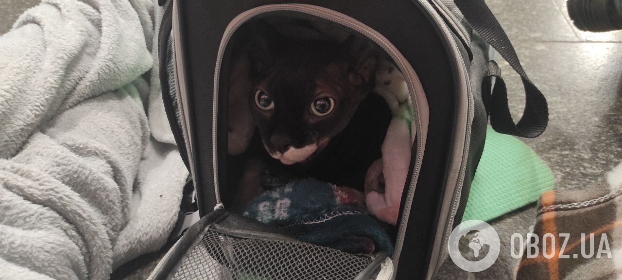 In Kyiv, the metro turned into a spontaneous shelter, people came with belongings and pets: photos from the scene