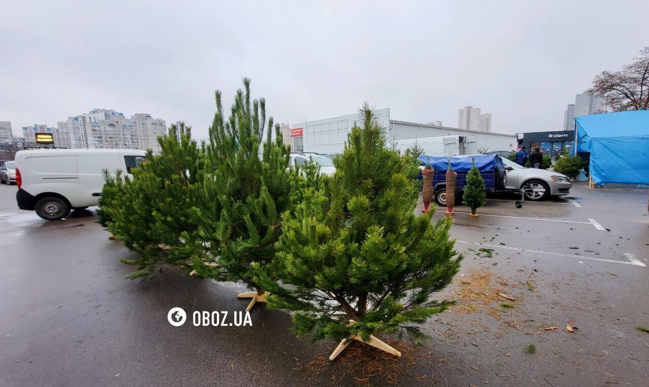 Подставки для деревьев продают отдельно: стали известны цены на елочных базарах Киева. Фото dqxikeidqxidqrant