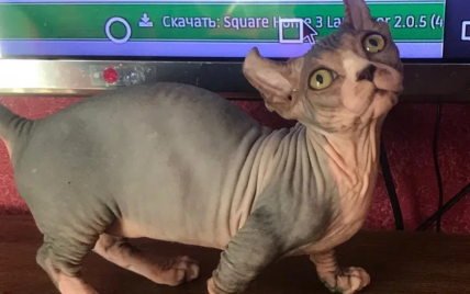 Ціна шокує: в Києві продають кошеня за 200 тисяч гривень (фото) dqxikeidqxidrant