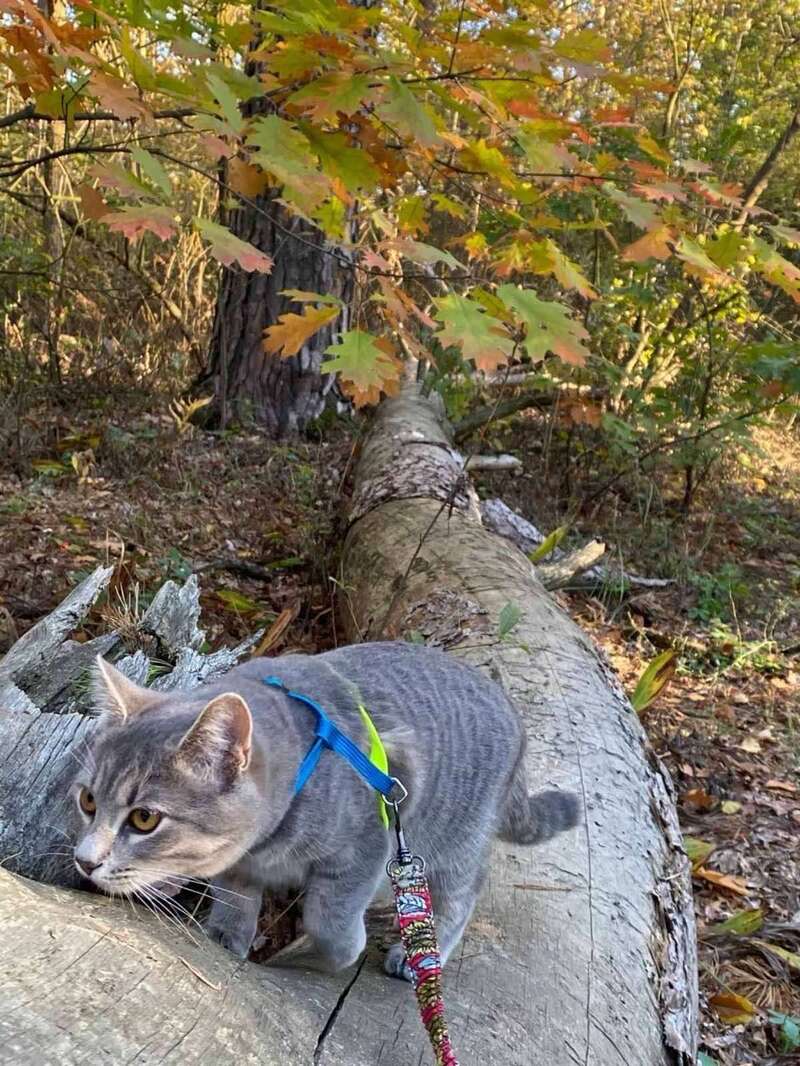 Очевидці пишуть у соцмережах, що жінка вийшла з кішкою на руках / Фото: із соцмереж / ©