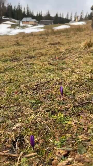В горах на Прикарпатье среди зимы зацвели первые крокусы. Фото и видео