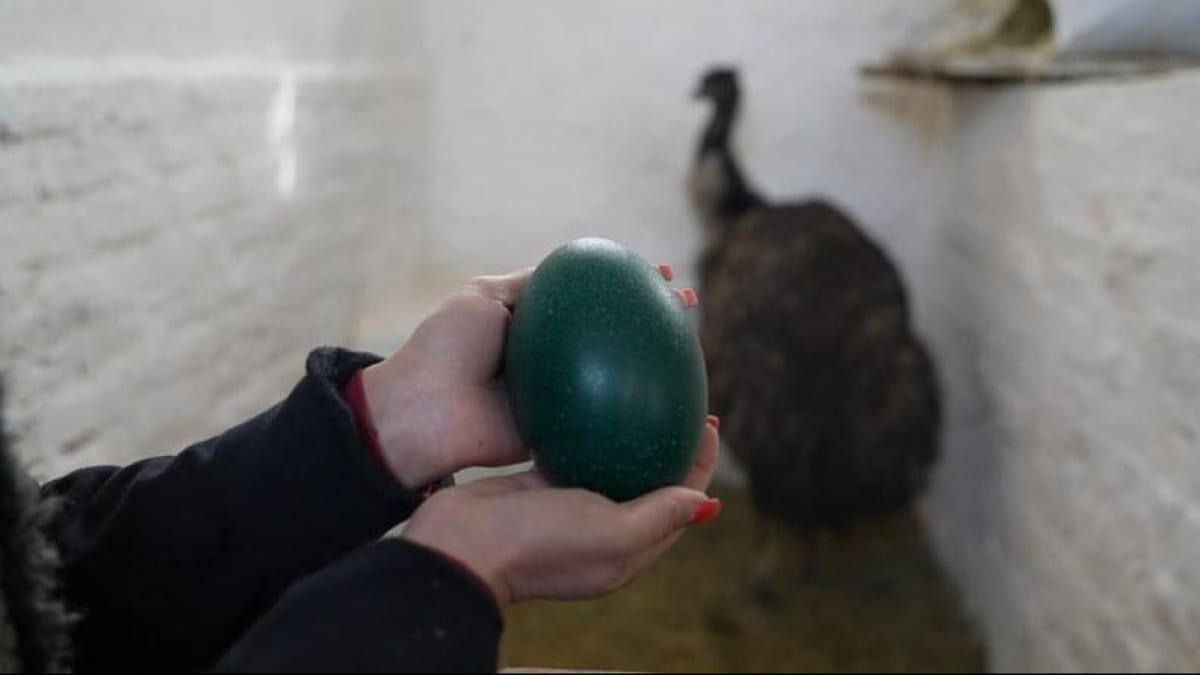 Страус Лакі